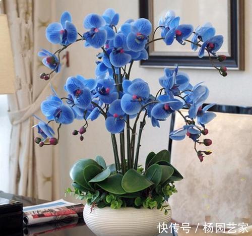 能养|这几种花是公认的难养,新手选择要慎重,能养好都是高手!