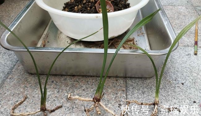 喜欢养兰花，3件事抓紧做，再不做就有些晚了