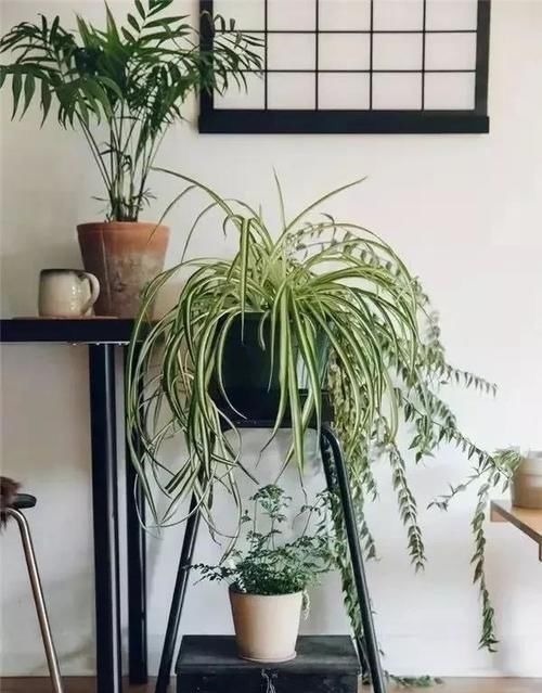 新房|怎么快速去甲醛?新房通风多长时间可入住?