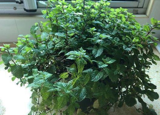 嫌弃厨房油腻腻、污质多摆放上4种植物,随便2盆就能搞定