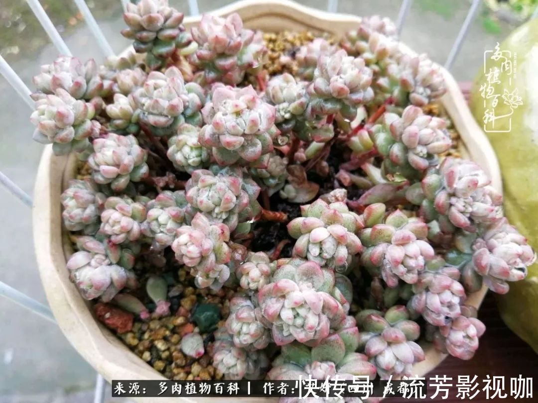 多肉|人生有时候就像多肉，不是不出彩，只是经历的时光还不够！