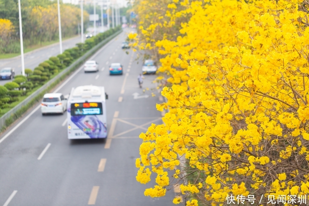 三月的深圳百花盛开，哪里是踏春赏花的好去处？答案都在这里了