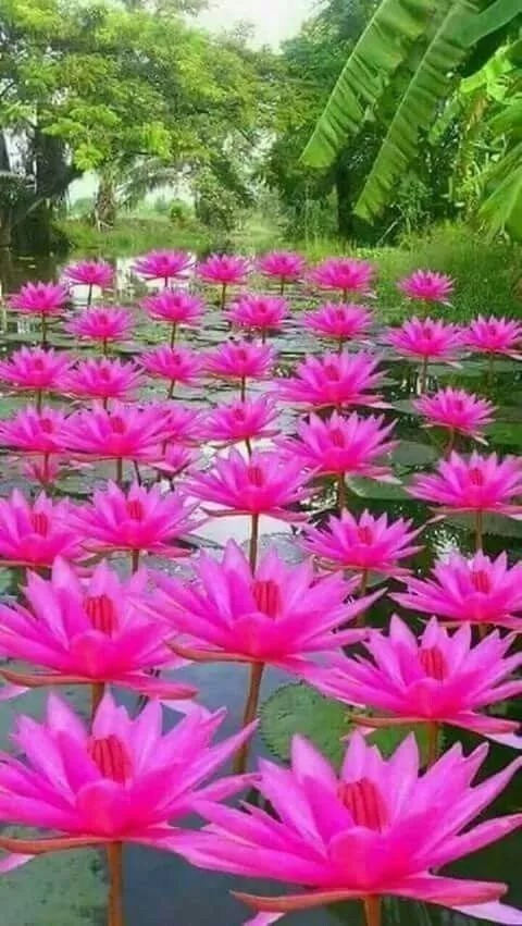 稀世|千年难见的稀世奇花开花了,真的太美了!