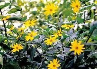 青未了｜荒芜中照见的美好