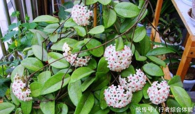 如果工作太忙没时间,家中养这4种花,基本不用管,开花非常美!