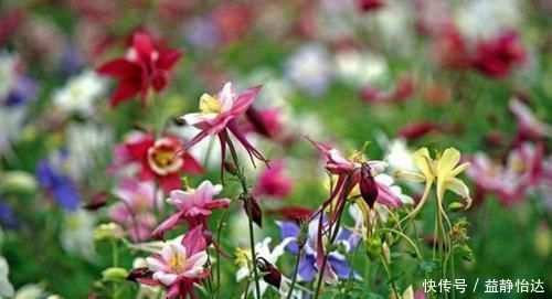 养花就养这几款,全年开花不停,颜值高,随便一养成花海!