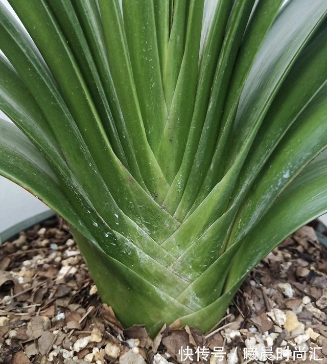 盆栽|君子兰养成大白菜?70岁的老爷爷,用这招方法,花繁叶茂