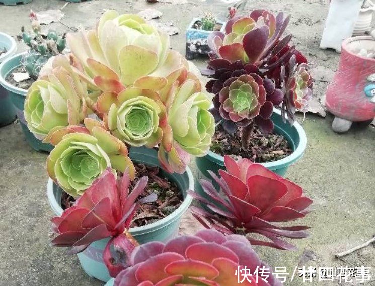 多肉一直独杆单头？6个小方法，轻松长满侧芽，独苗爆头变群生