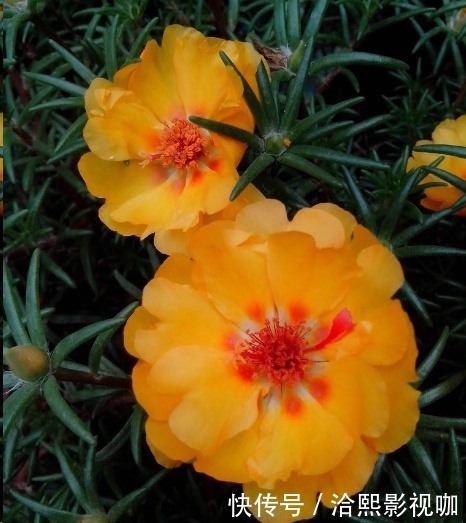 几种花最适合懒人养，勤快人养不过三个月就死！