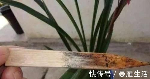 君子兰烂的“光秃秃”别扔,插进这里,又会长满新根,开满花