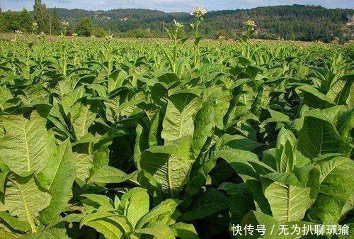 世人皆知吸煙有害健康,可你知道煙草在中國的歷史嗎?