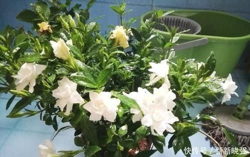 大爷|大爷种栀子花,从不施肥,一些“垃圾”全扔盆里,最后花开十几朵