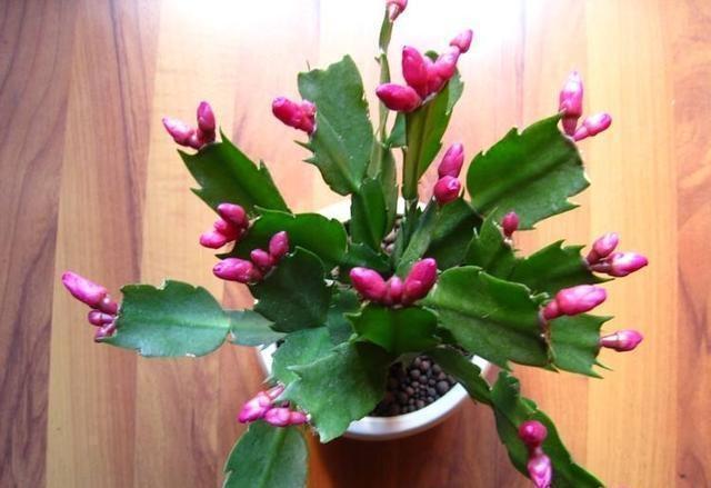 秋天准备“抗冻肥”,给君子兰、蟹爪兰“喂上”,长得旺、开花多