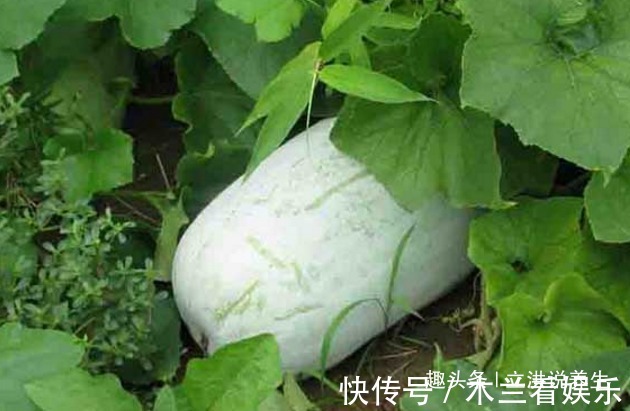 冬瓜|冬瓜与它是“天生一对”,常在一起食,润肠通便,肠胃也干净了