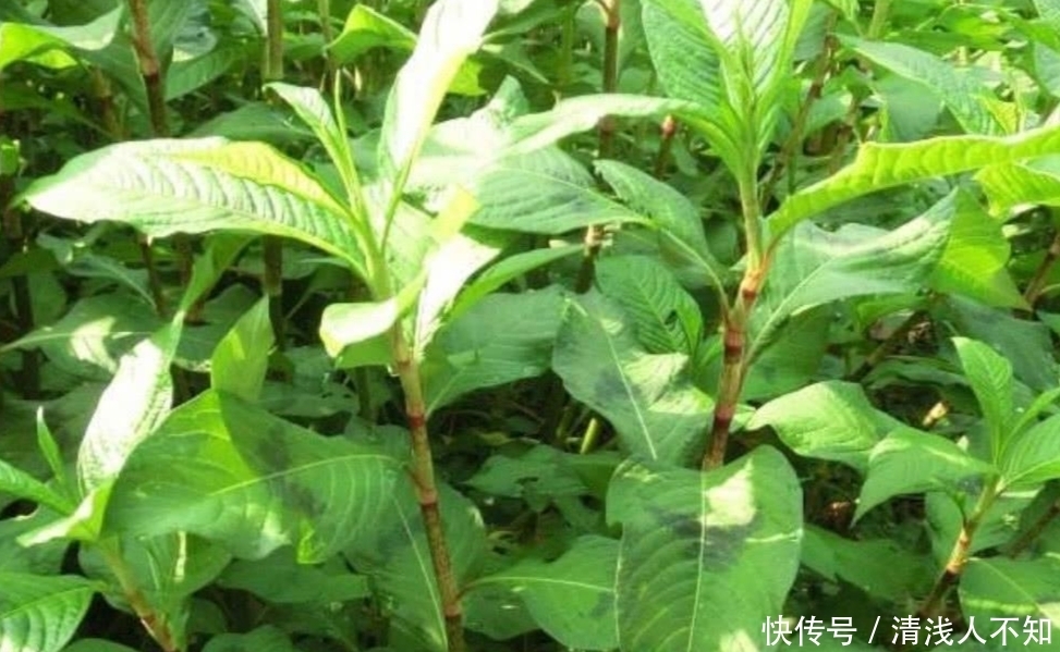 辣蓼草|古人用它麻翻活鱼,酿酒大师用来制酒曲,若在野外见到,好好珍惜