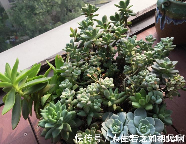 花草|给花草换盆时,偷偷塞些它,土壤更透气肥沃,植物不爱烂根