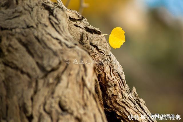 烟花|藏不住了!新疆发现全球最大沙漠胡杨林,比额济纳还美,游客很少