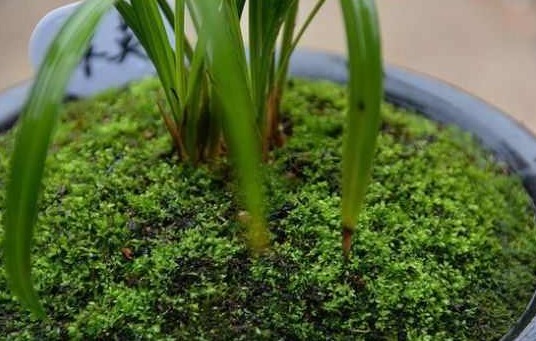 苔藓|小萌新想让兰花更雅致,很简单,花农教你如何在盆面种植苔藓