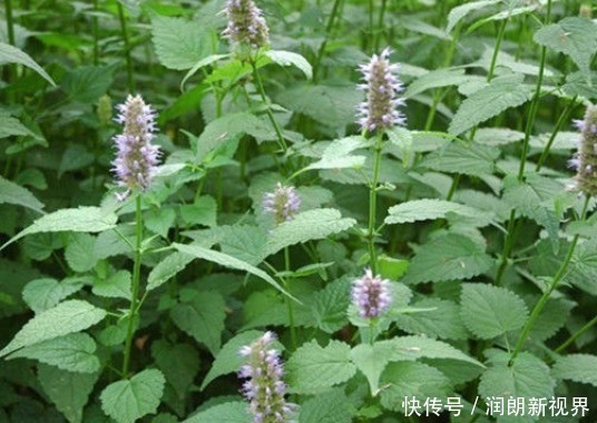 种植|含两片叶子能除口臭的野草,农村称为“山茴香”,才知道价值珍贵