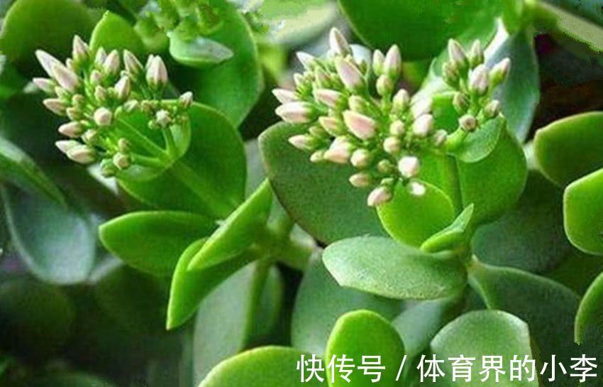 玉树开花很吉祥，怎样让它早日开花