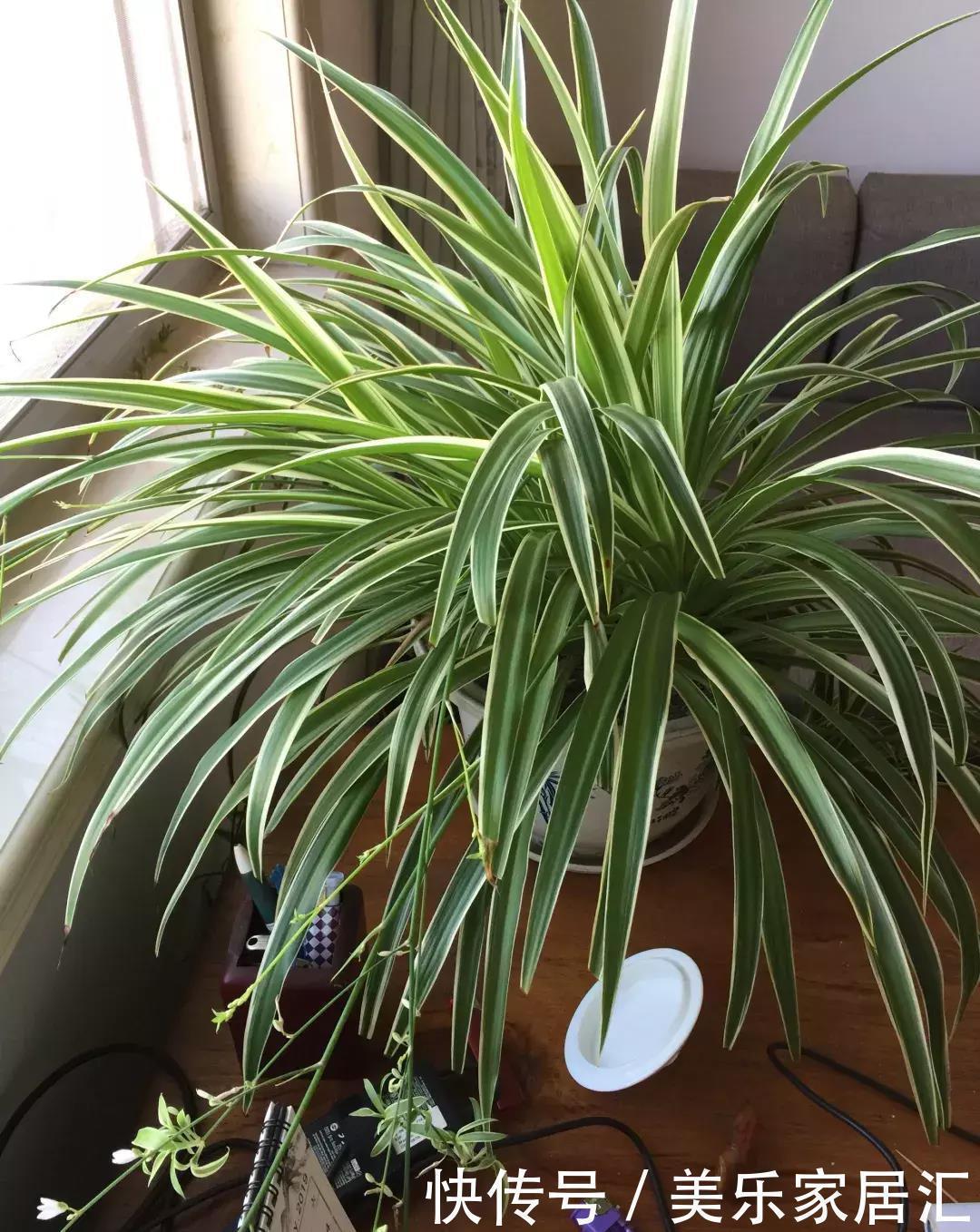 银边吊兰|13种常见吊兰，个个美成仙，快看看你家有几种？