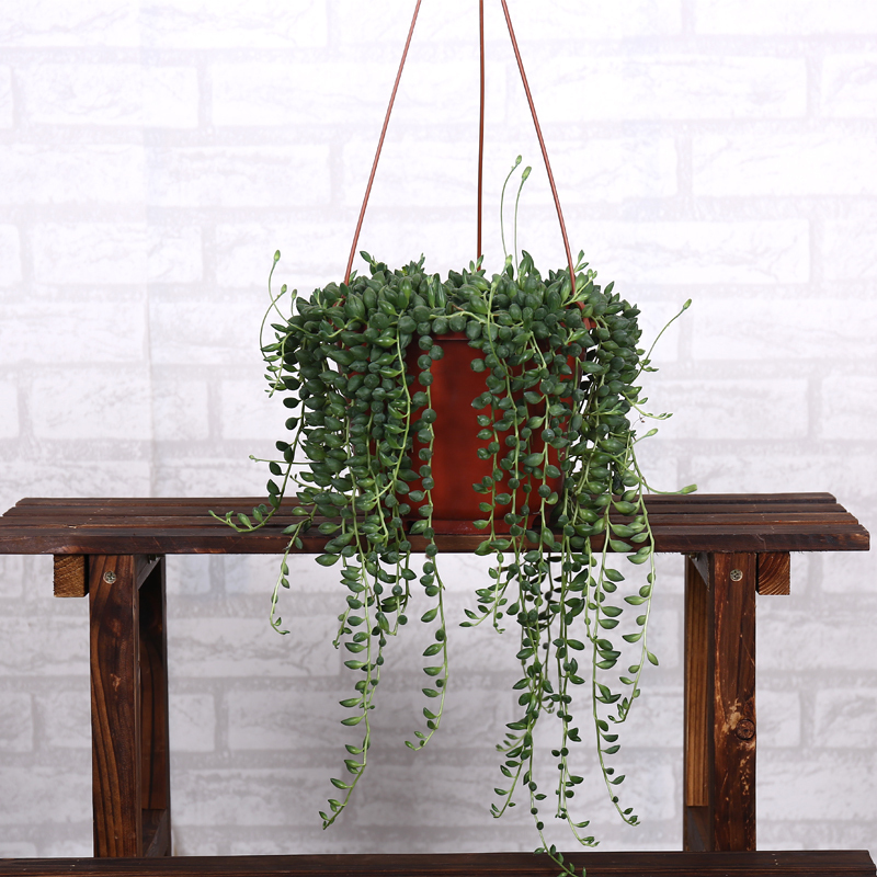 珍珠吊兰|提醒大家回老家瞅见这植物,必定多挖几株,养在卧室,健康无忧