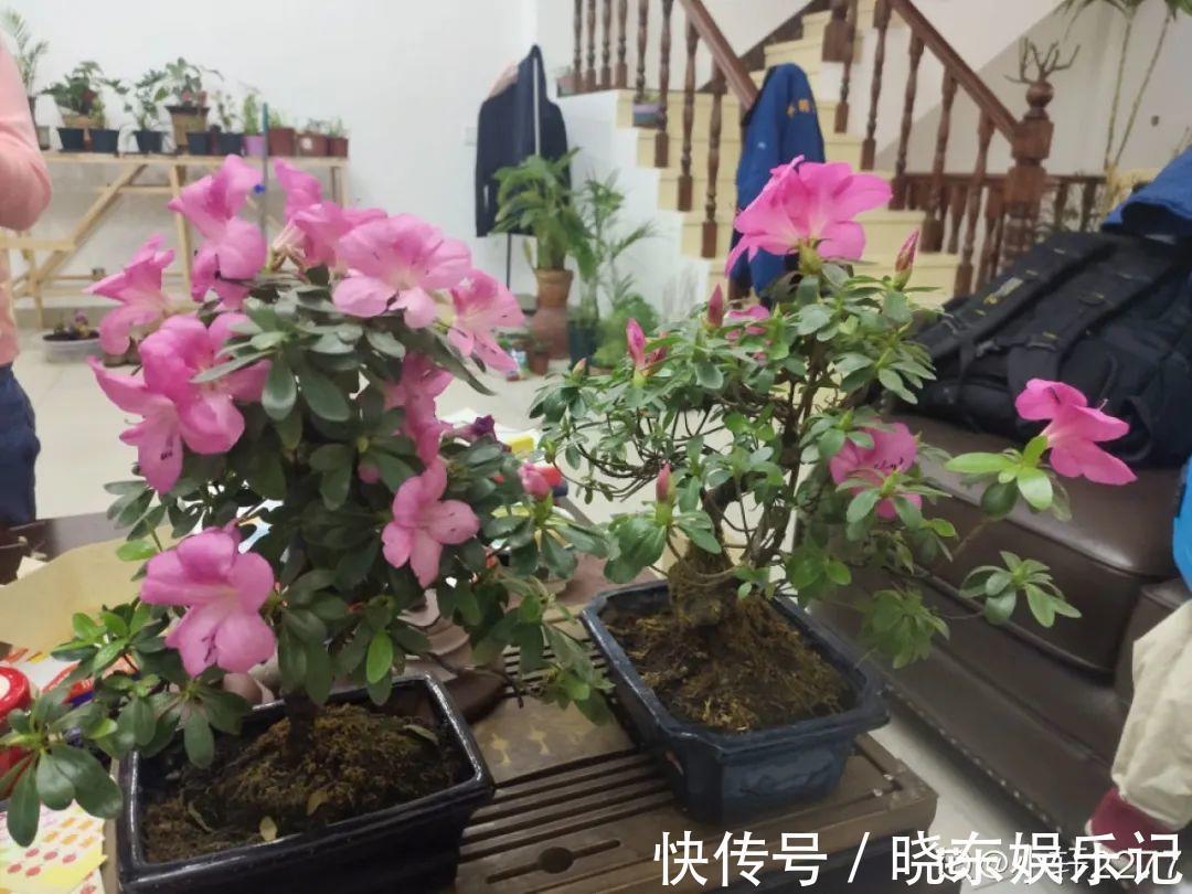 超实用的催花小技巧，效果太好，家里的花想开几次开几次！