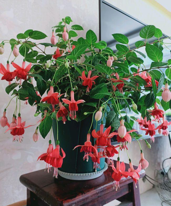 16种耐阴花,就算阳光不足,也能年年生长、开花