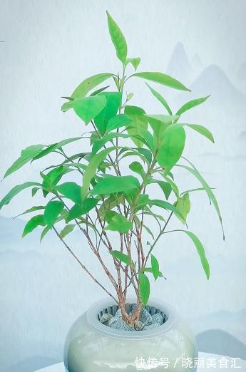 这是一种不太常见的植物——紫云杜鹃