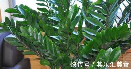 2种花初冬扦插最合适，剪个枝插盆里，来年轻松长满一大盆