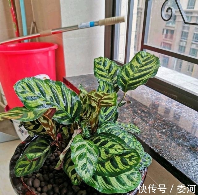 养花万能水,每月用2次,补水补养分,还不用施肥