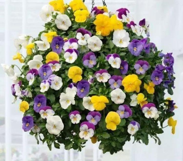 春季养此款花卉，花大服盆快，花型圆滚惹人爱，值得拥有