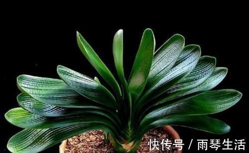 7月份之后,养护君子兰不能犯这“四个错误”,否则烂根又烂叶