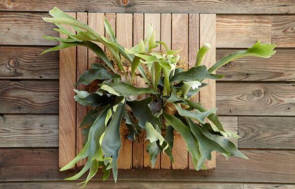 养花就养几种花,家里养一盆,开花爆盆很漂亮,越养越喜欢