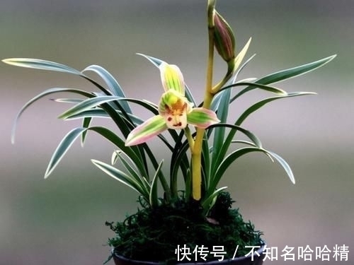 这种兰花很“霸气”，花开双色，兰香浓郁，很好养，适合新手