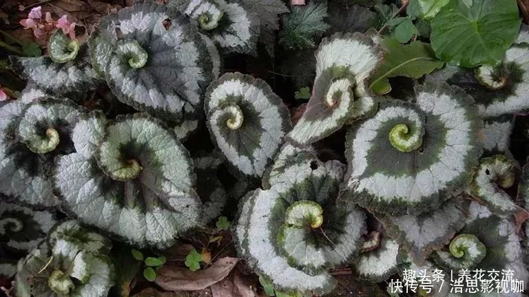 幼苗|秋海棠用叶子繁殖,一片叶可培育很多幼苗,用珍珠岩就行了