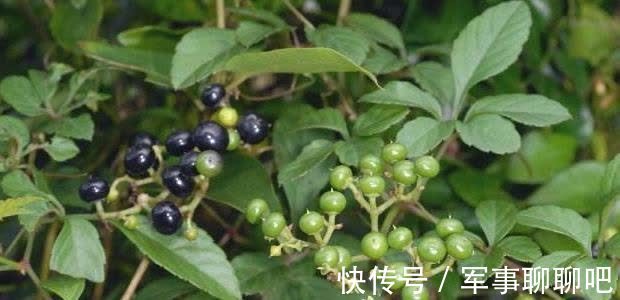 甘蔓茶|山上的这种野草常被喂猪，叶子比果子值钱，素有南方人参的美名