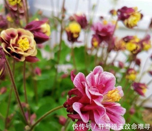 天冷不知养啥花那就养盆它,冬天不用管,春天也能开出一片花海!