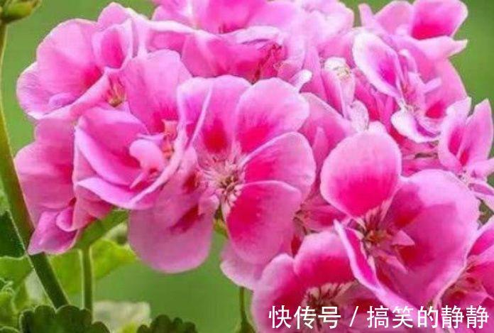 新几内亚|这花卉养在小院,花开鲜艳动人,花期长易成活,家里变成小花园