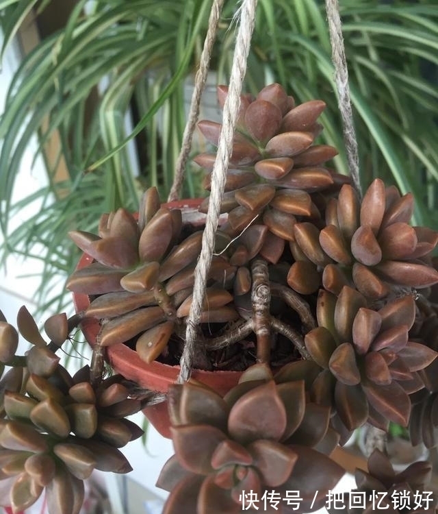 多肉大普货姬胧月，养的人不少养好的却不多，阳台党要慎选