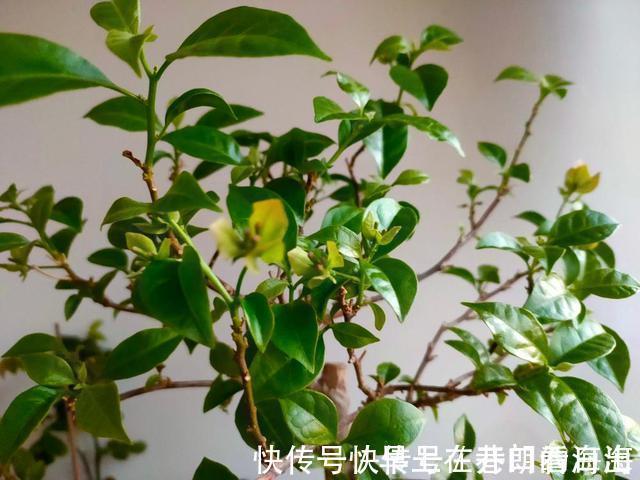 天冷|天冷了，15种漂亮花喜欢“大太阳”，多晒长得壮，花更多