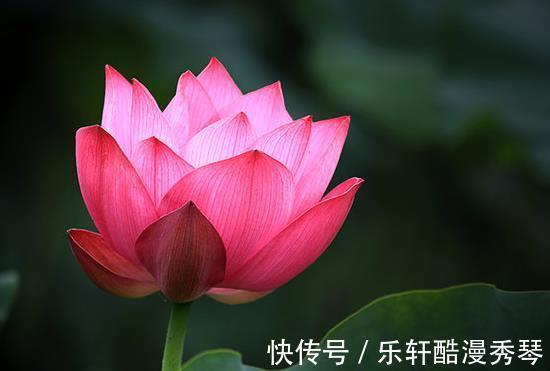 桃花运|步入10月，4属相运势提升，桃花朵朵，收获财富，生活幸福美满