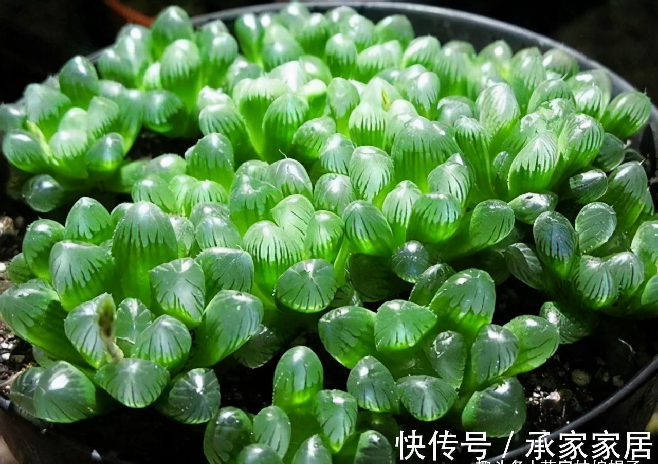 给多肉植物上盆，牢记这5个方面，服盆快，后期也好养一些