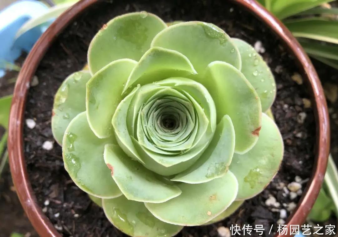 光照|“难养”多肉名单公布,有些很漂亮,谁养谁后悔