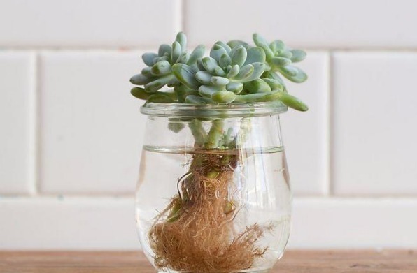 过完寒冬,多肉又干又瘦该怎么办?扔水里养养,1星期就长胖