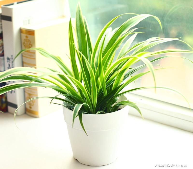 虎皮兰|封闭的楼房养花,首选这6种,都是净化小能手,养在家里利于健康