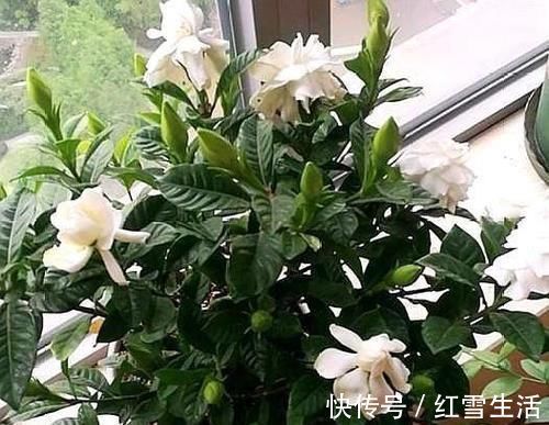 养花要“心狠”，这种枝条，见一根剪一根，开花翻十几倍