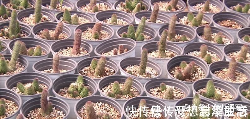 农村80后姑娘舍弃万元月薪,回老家大棚种这东西,没想到还很赚钱