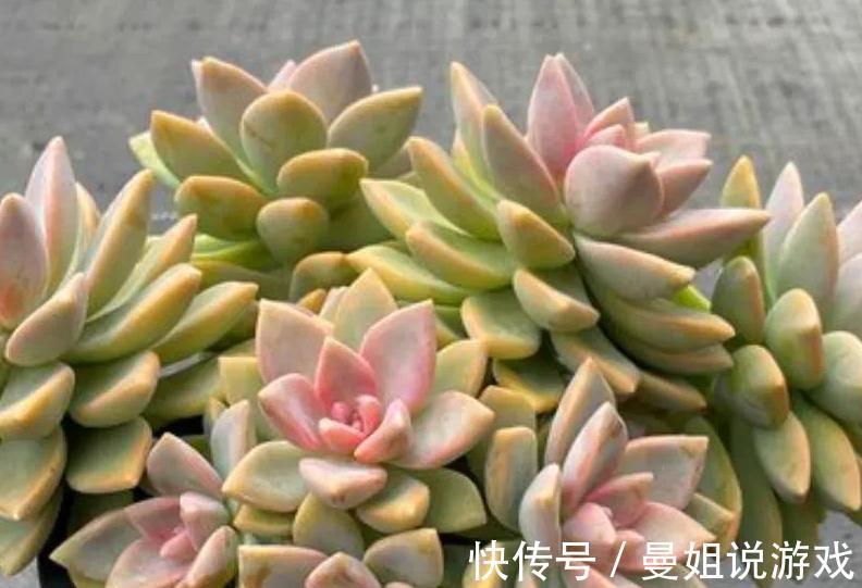 多肉紫雾怎么养殖，掌握5点，出状态粉嫩粉嫩的，太漂亮了