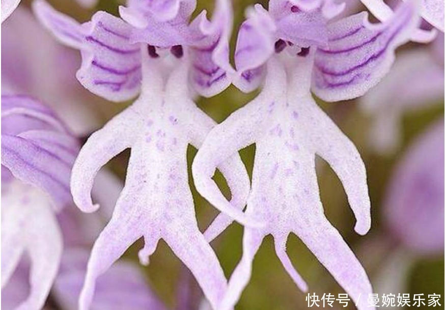 世界上“最不要脸”的花,很多人拒之门外,但实则招财又镇宅!